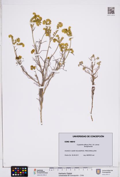 Cryptantha diffusa [Espécimen: ]