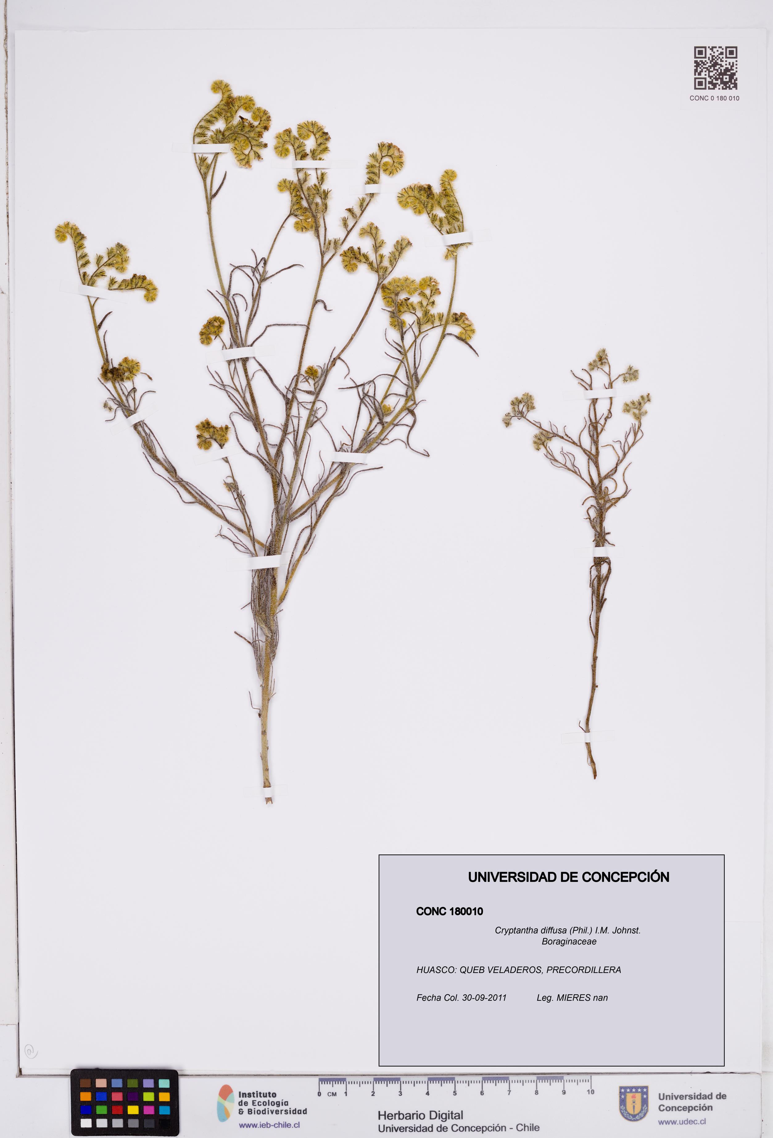 Cryptantha diffusa [Espécimen: ]
