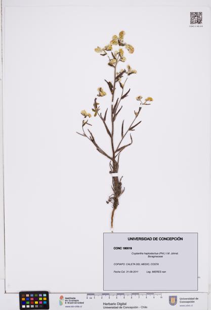 Cryptantha haplostachya [Espécimen: ]