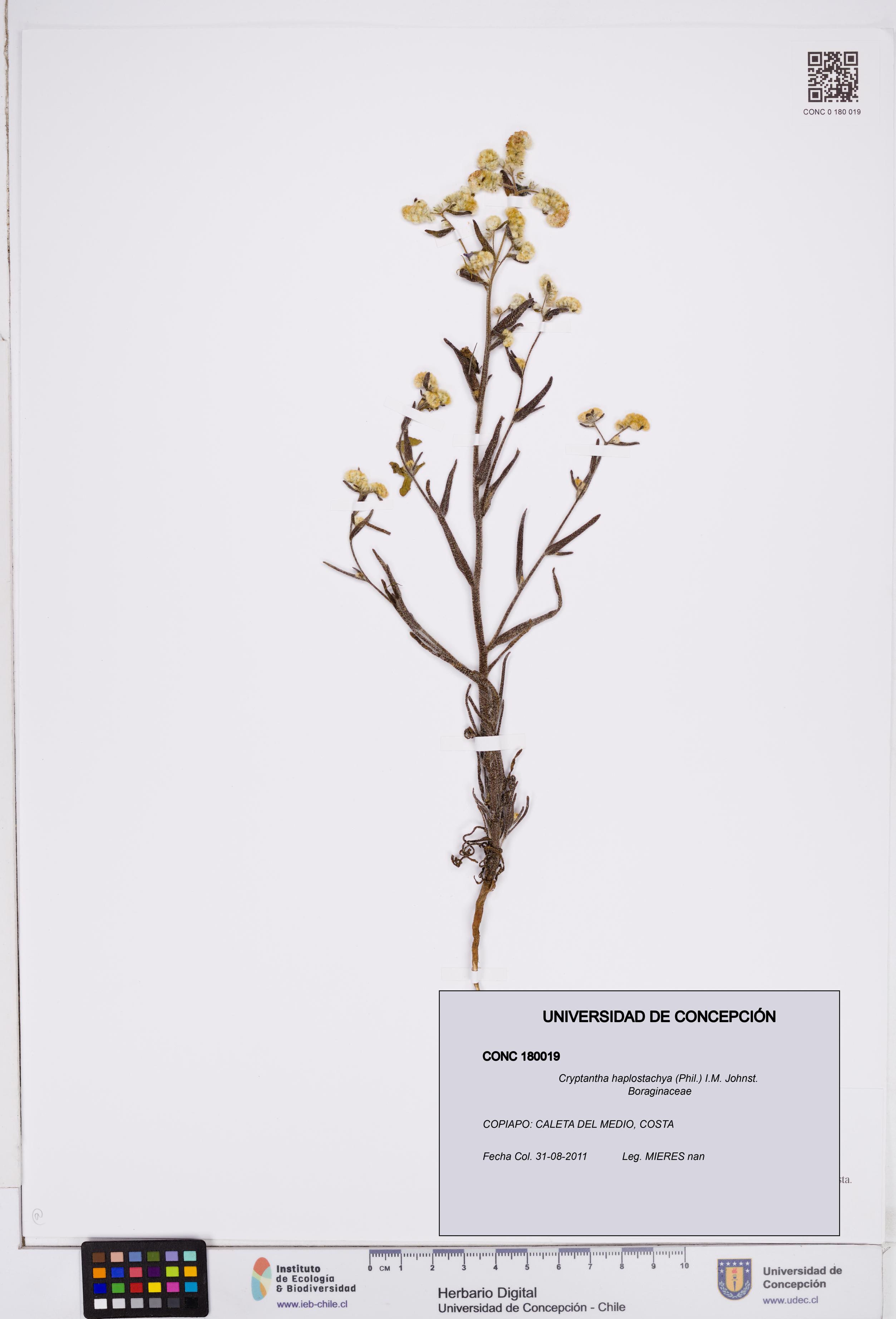 Cryptantha haplostachya [Espécimen: ]