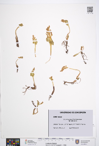 Botrychium dusenii [Espécimen: UDEC:CONC:0180020]