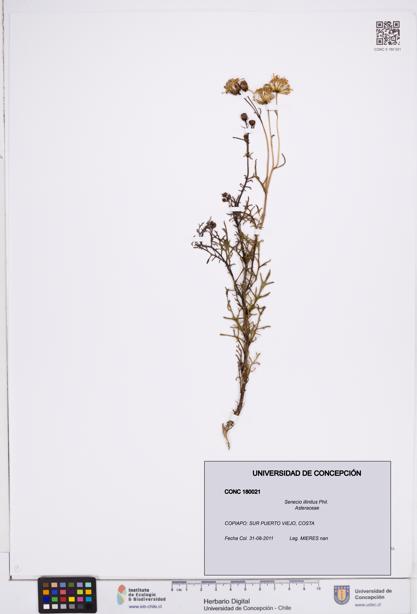 Senecio illinitus [Espécimen: ]