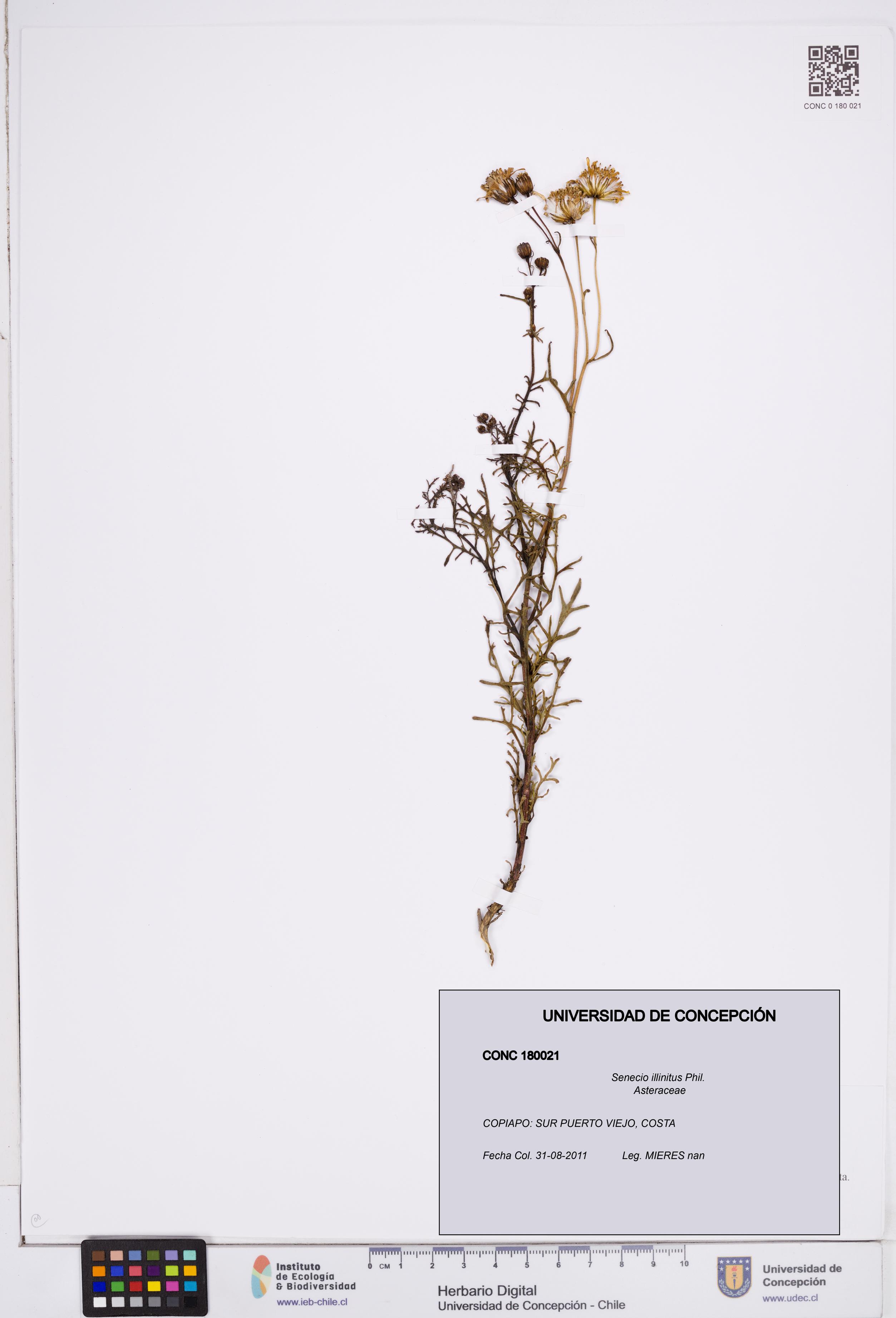Senecio illinitus [Espécimen: ]