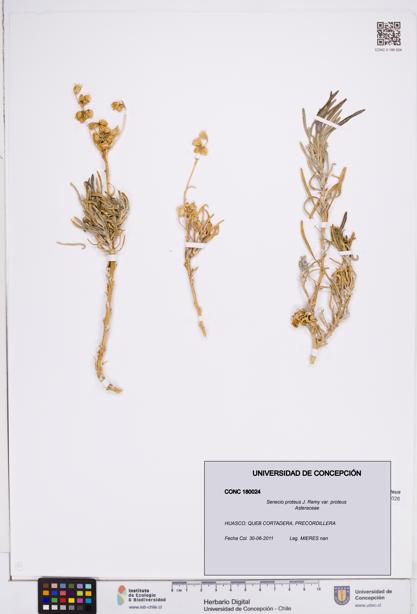Senecio proteus var. proteus [Espécimen: ]