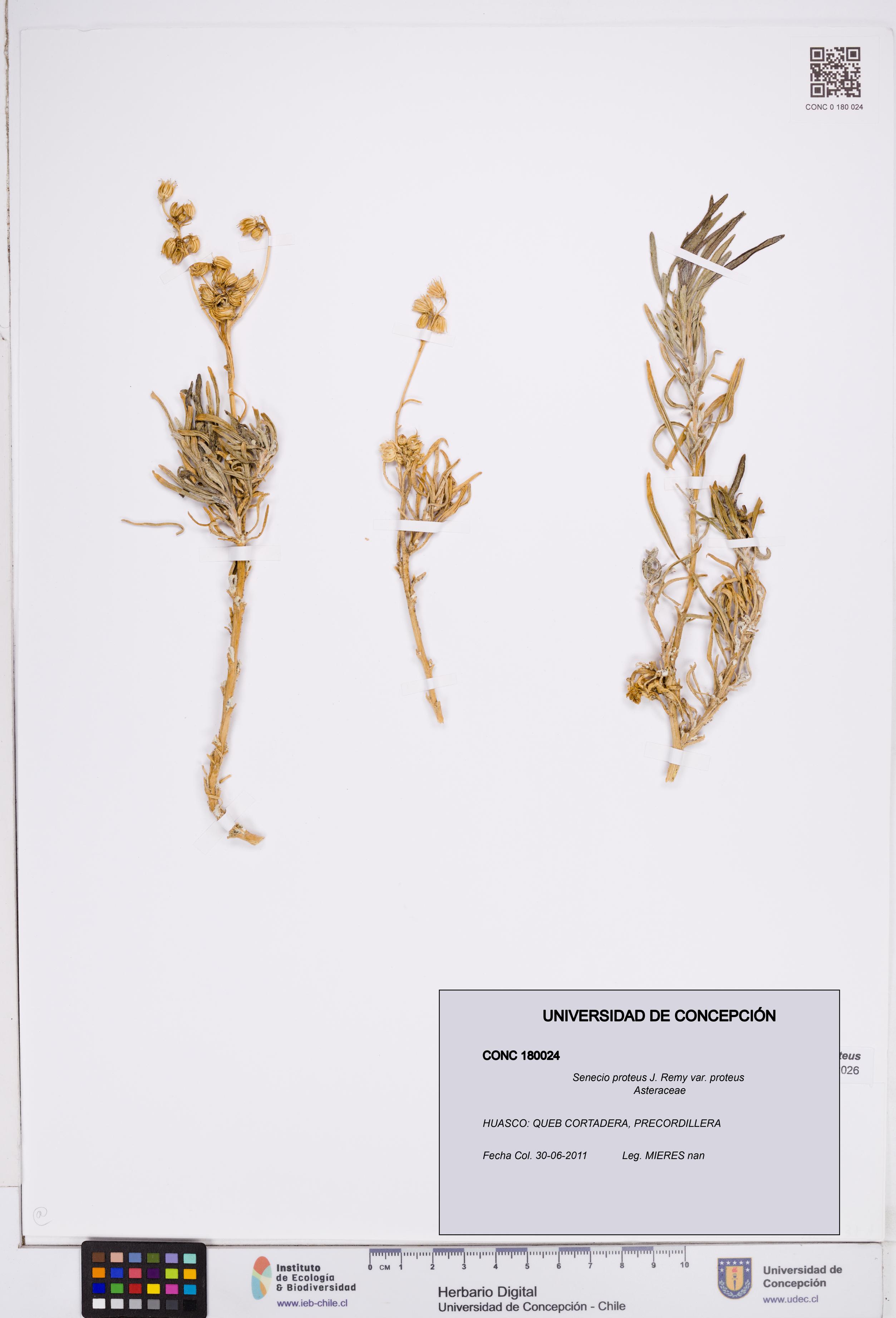 Senecio proteus var. proteus [Espécimen: ]