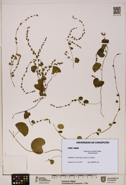 Dioscorea humifusa [Espécimen: ]