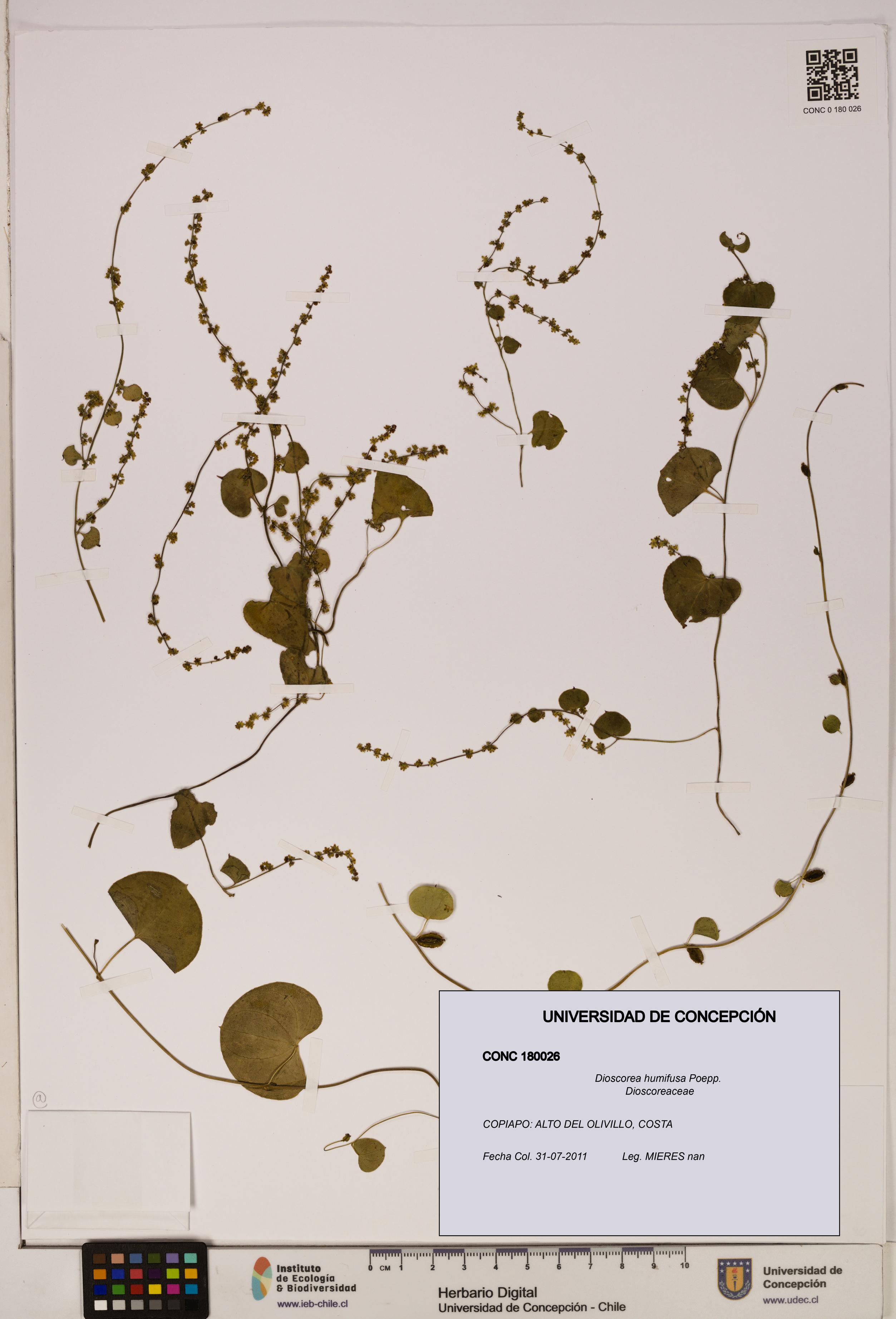 Dioscorea humifusa [Espécimen: ]