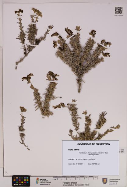 Heliotropium chenopodiaceum [Espécimen: UDEC:CONC:0180035]