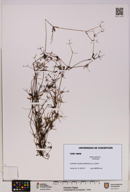 Galium aparine [Espécimen: UDEC:CONC:0180036]