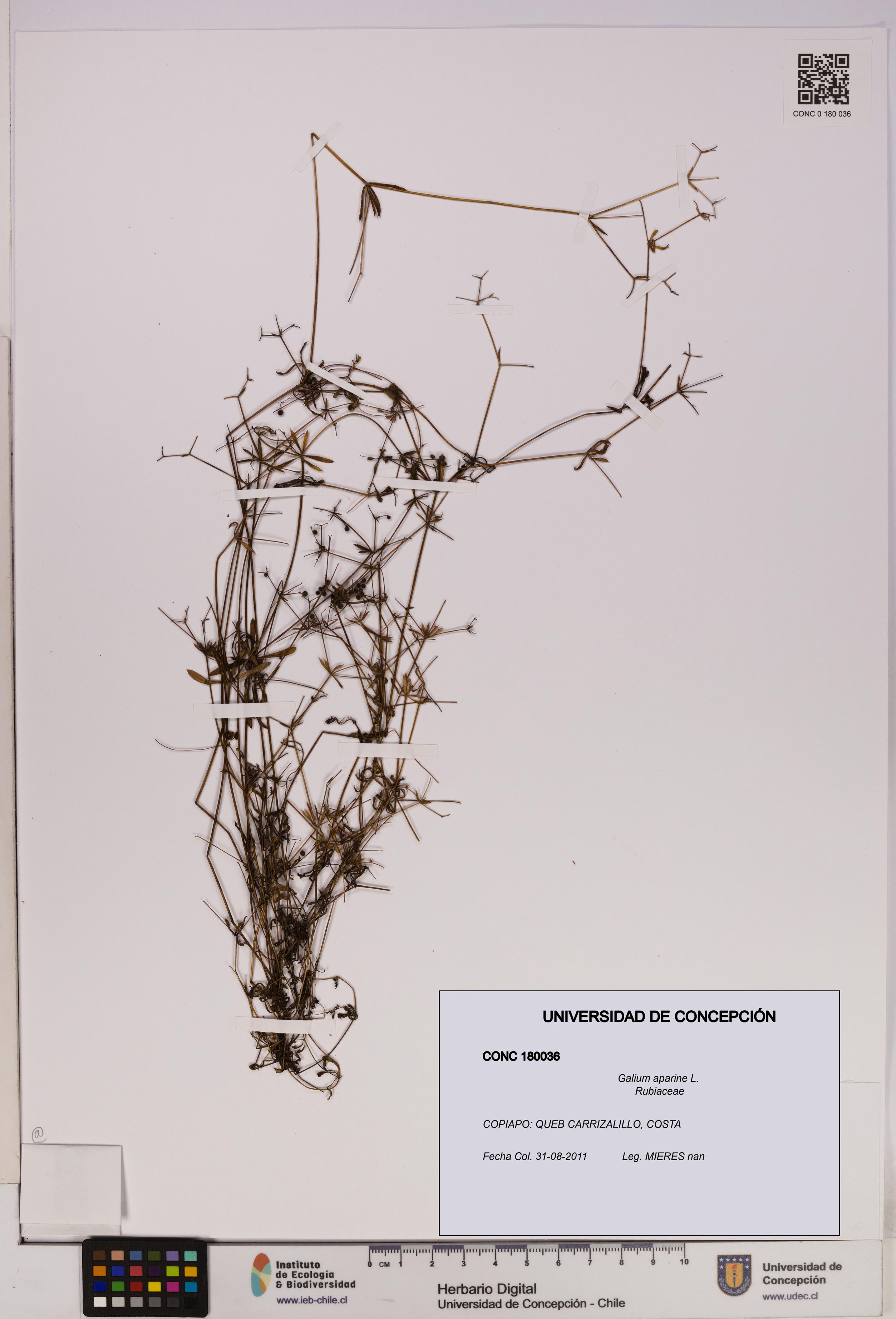 Galium aparine [Espécimen: UDEC:CONC:0180036]