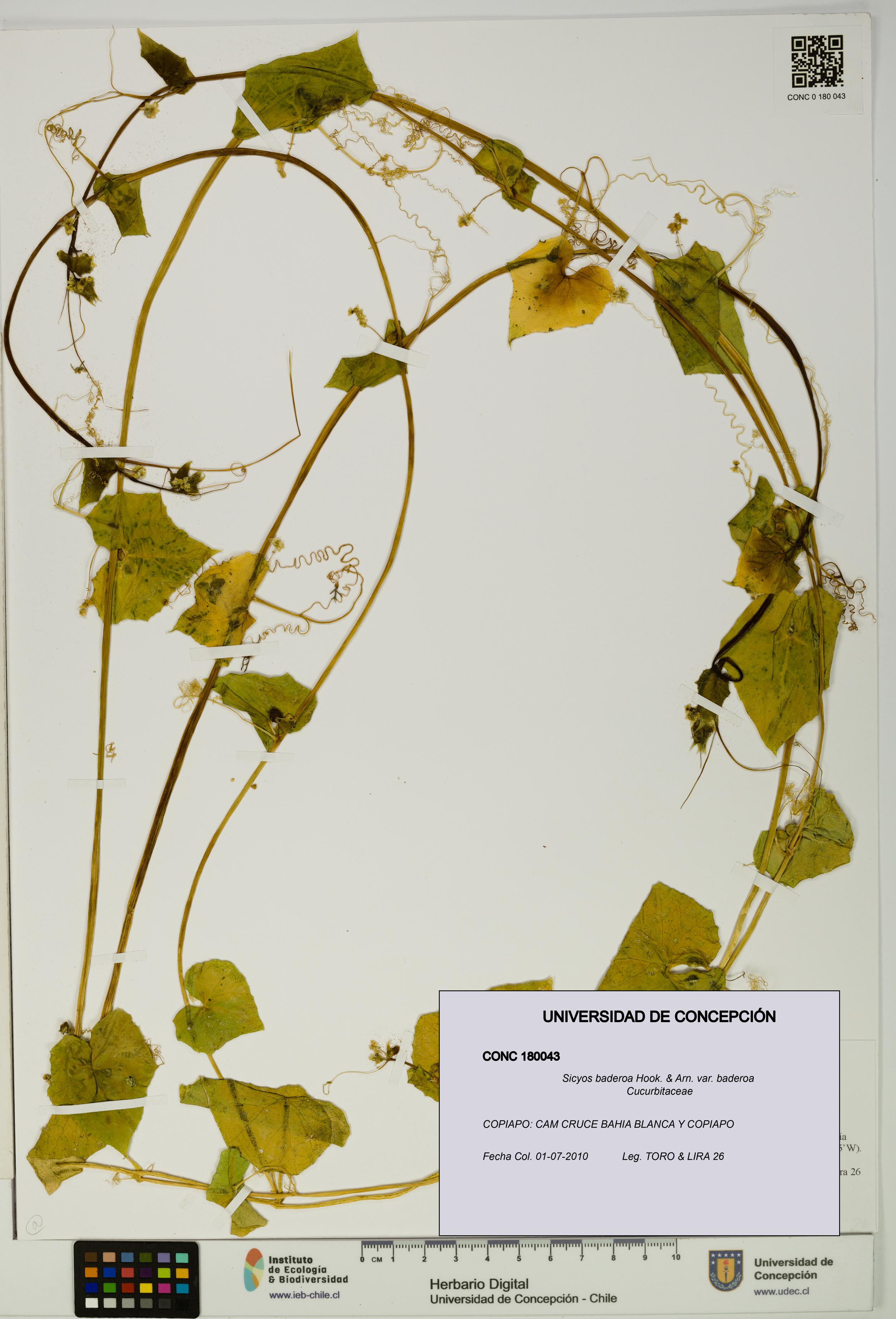 Sicyos baderoa var. baderoa [Espécimen: UDEC:CONC:0180043]