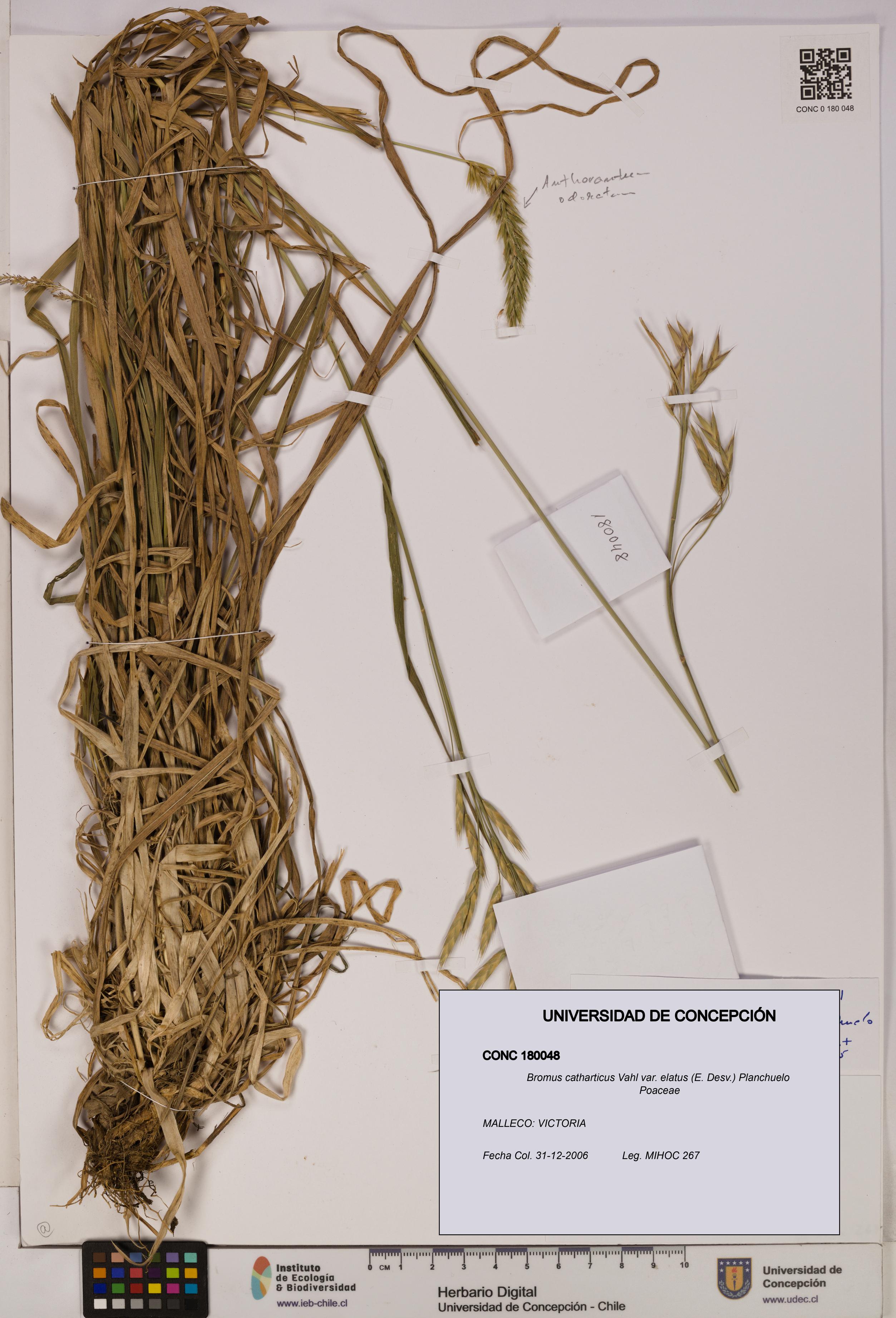 Bromus catharticus var. elatus [Espécimen: UDEC:CONC:0180048]