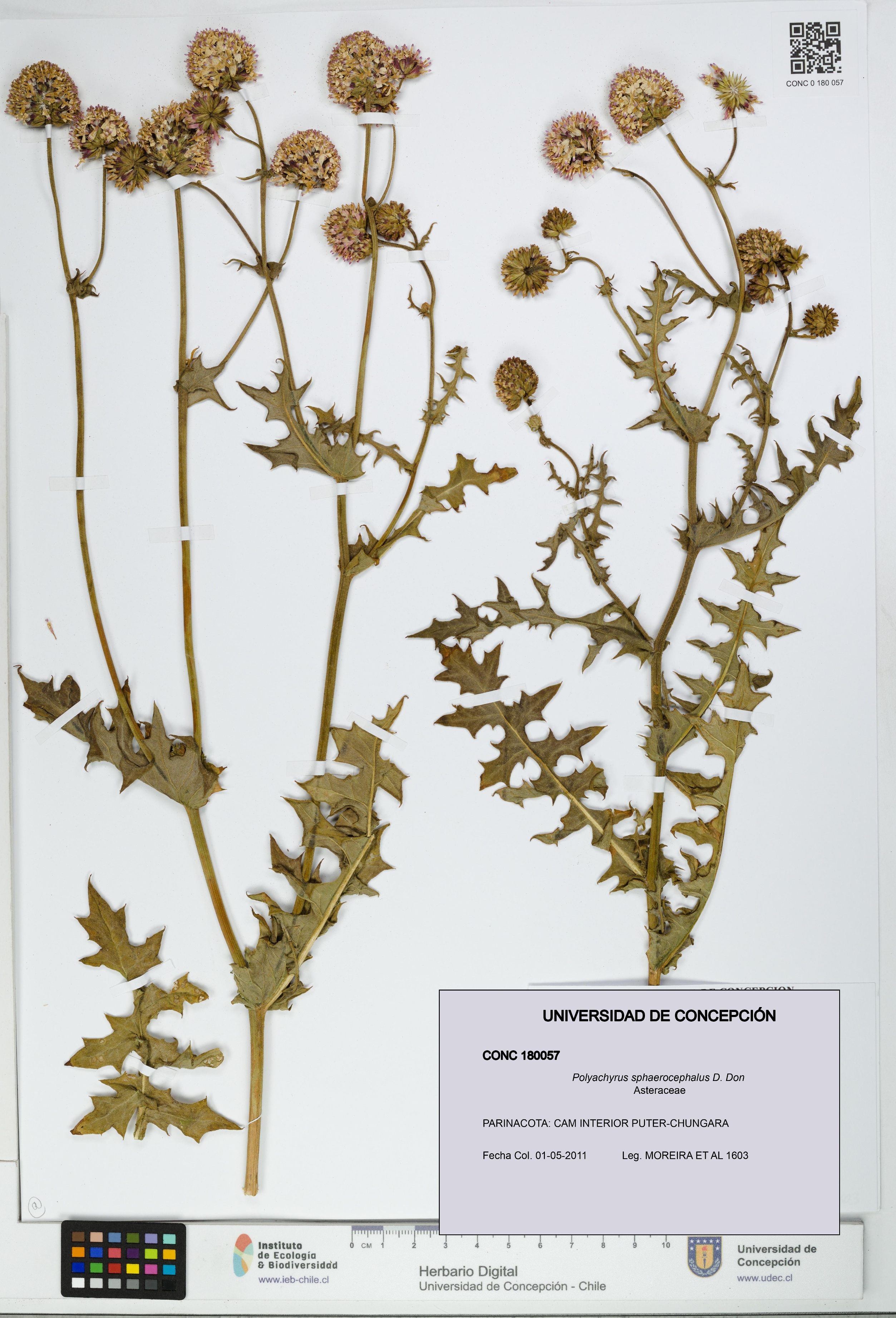 Polyachyrus sphaerocephalus [Espécimen: UDEC:CONC:0180057]