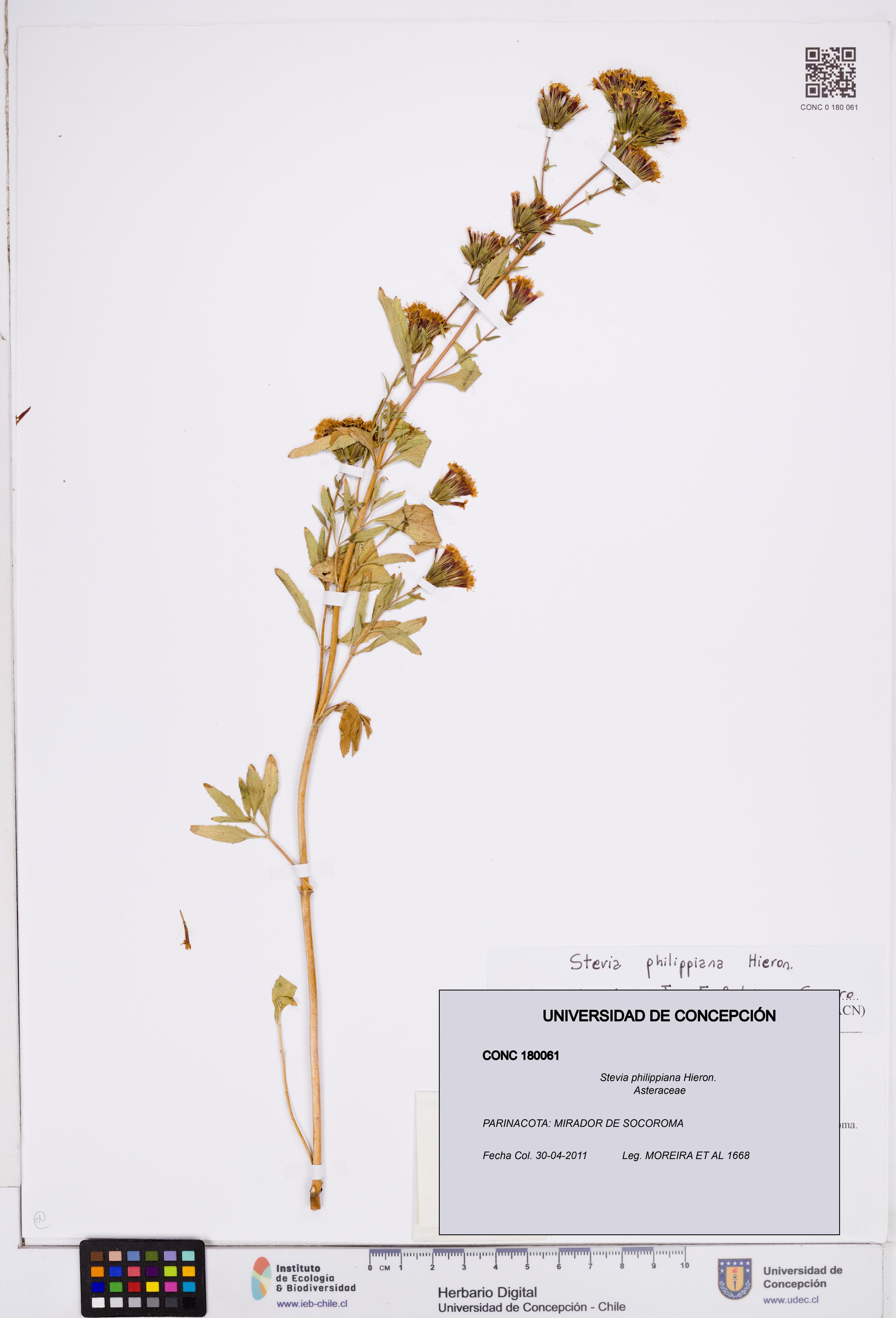 Stevia philippiana [Espécimen: ]