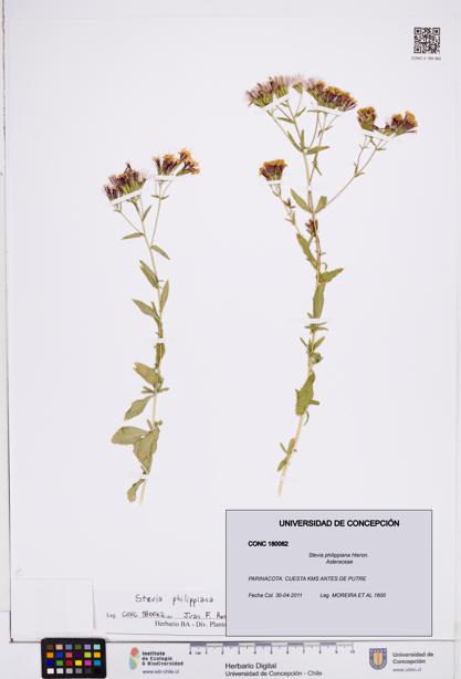 Stevia philippiana [Espécimen: ]