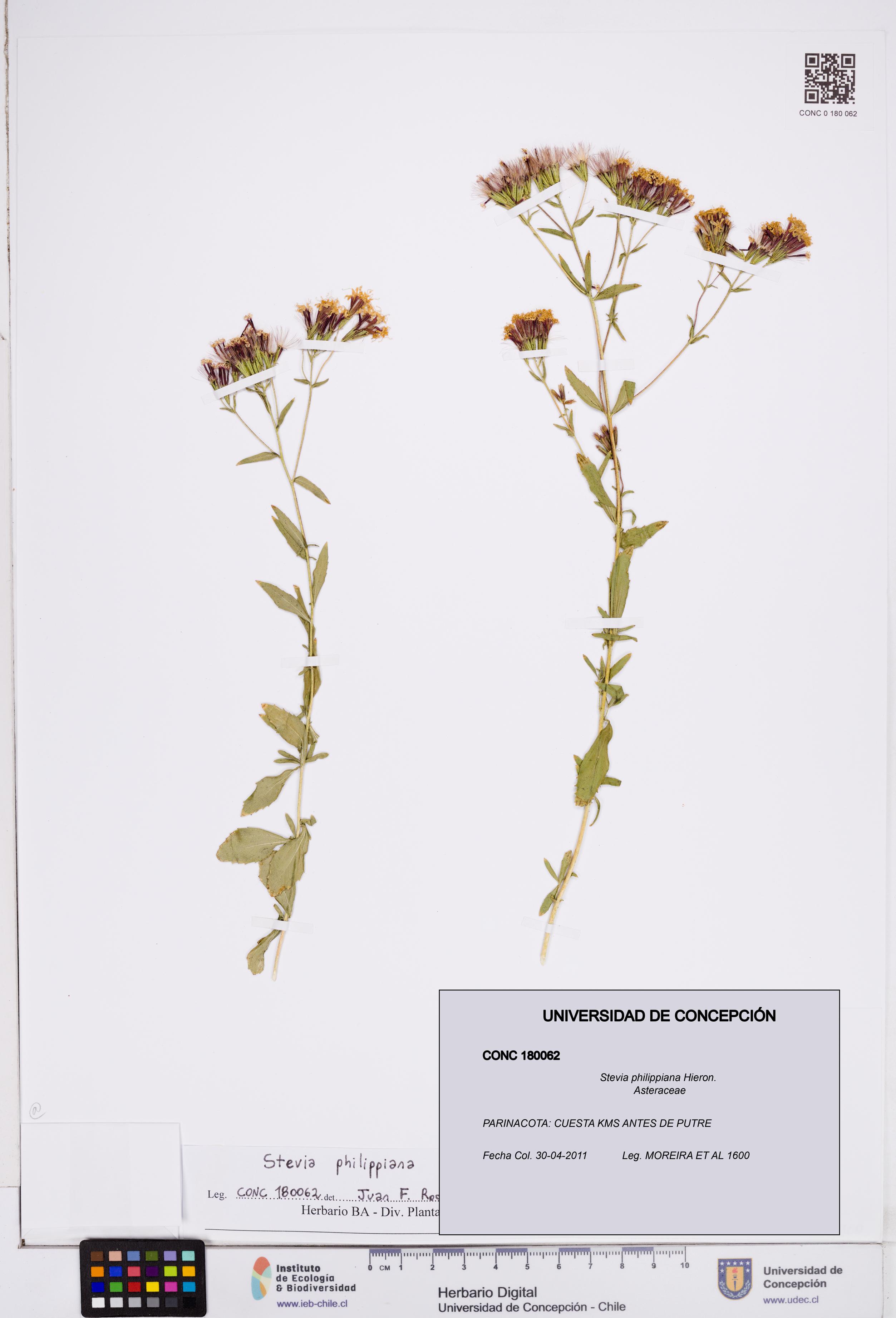 Stevia philippiana [Espécimen: ]