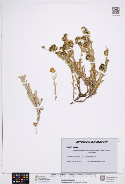 Pseudognaphalium psilophyllum [Espécimen: ]