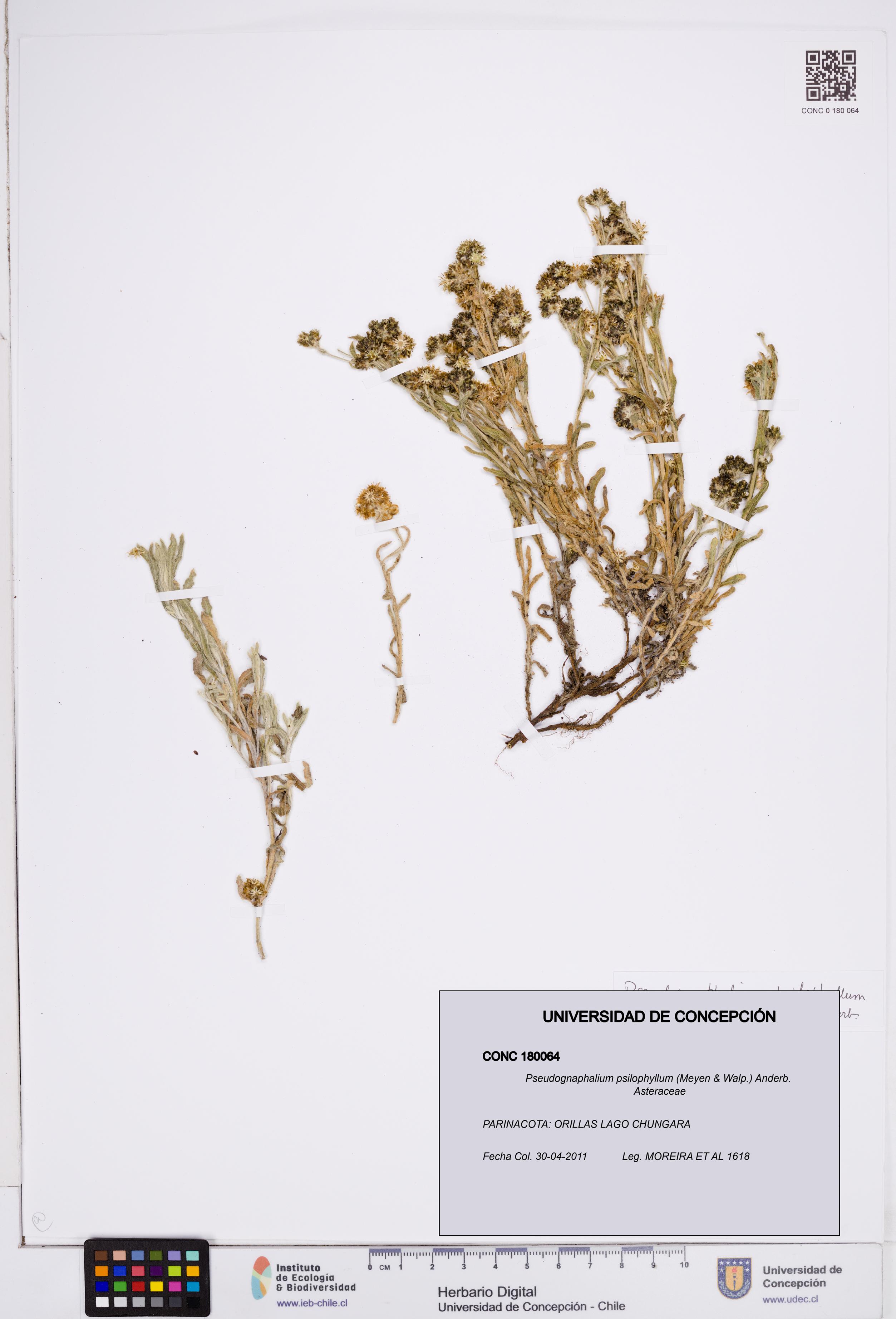 Pseudognaphalium psilophyllum [Espécimen: ]