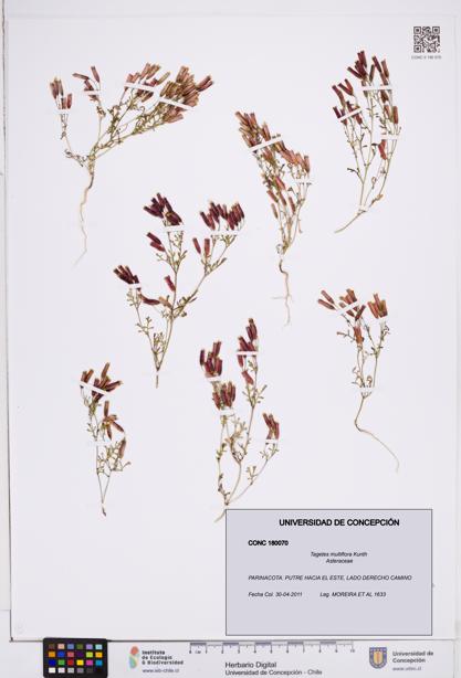 Tagetes multiflora [Espécimen: ]