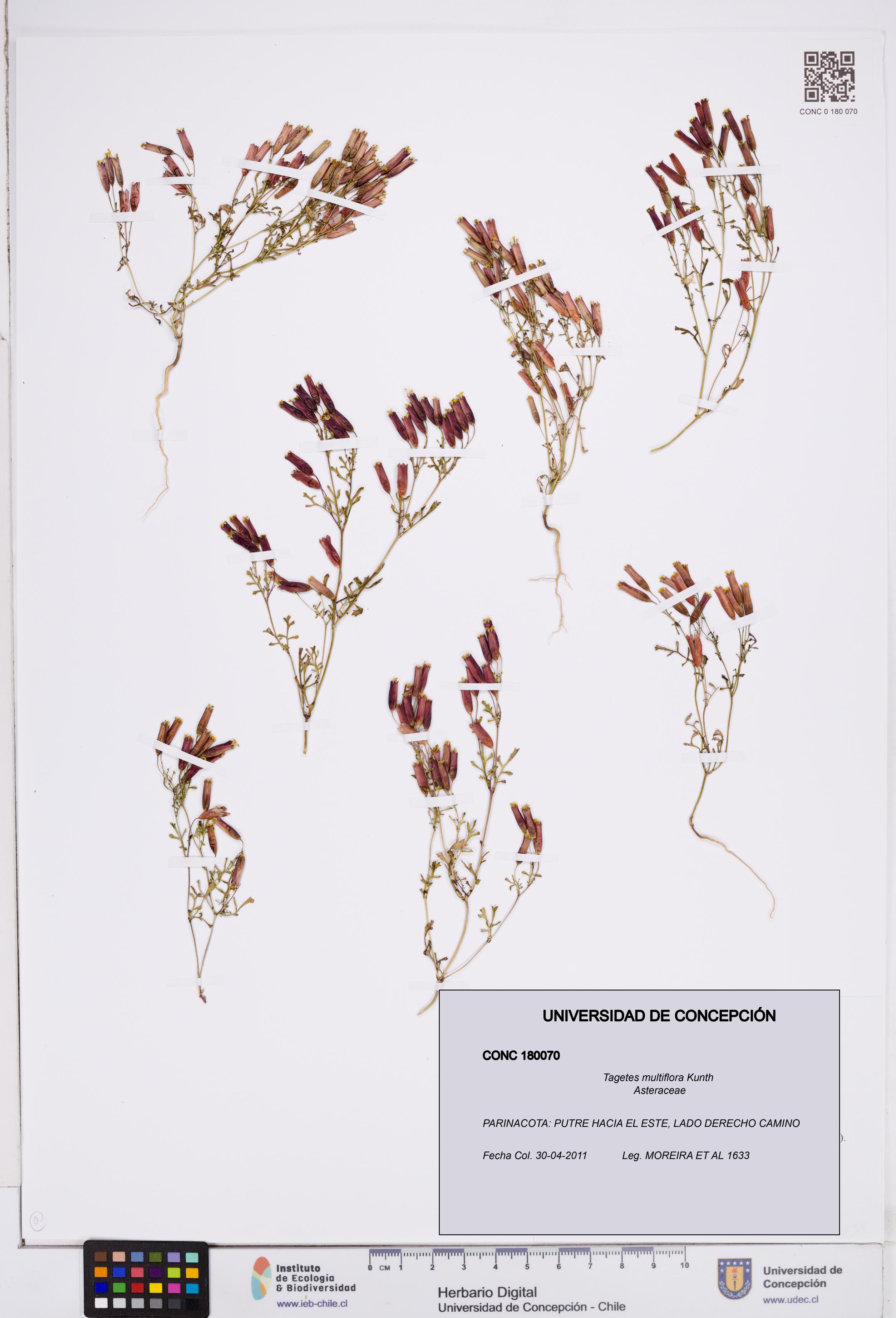 Tagetes multiflora [Espécimen: ]