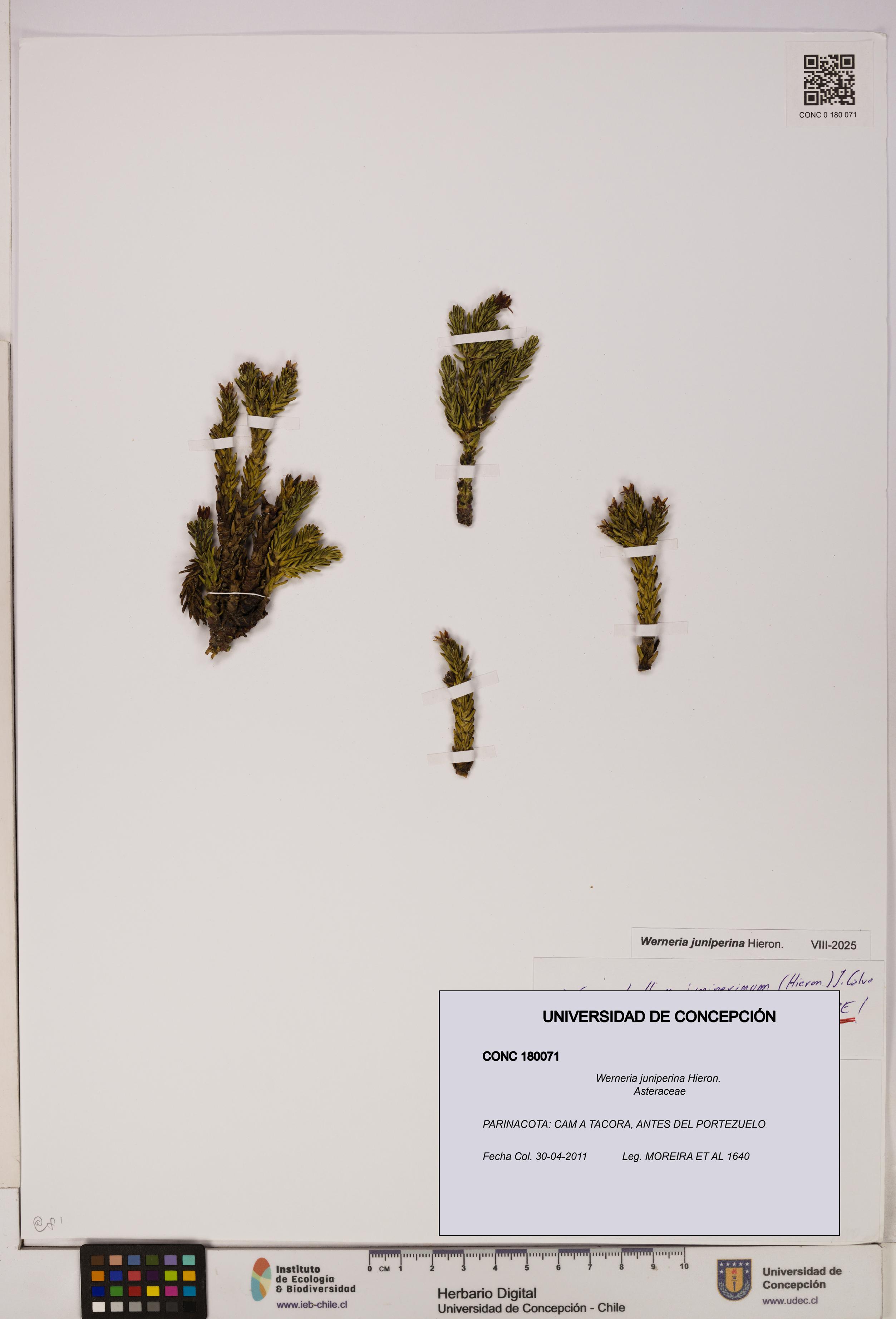 Werneria juniperina [Espécimen: UDEC:CONC:0180071]