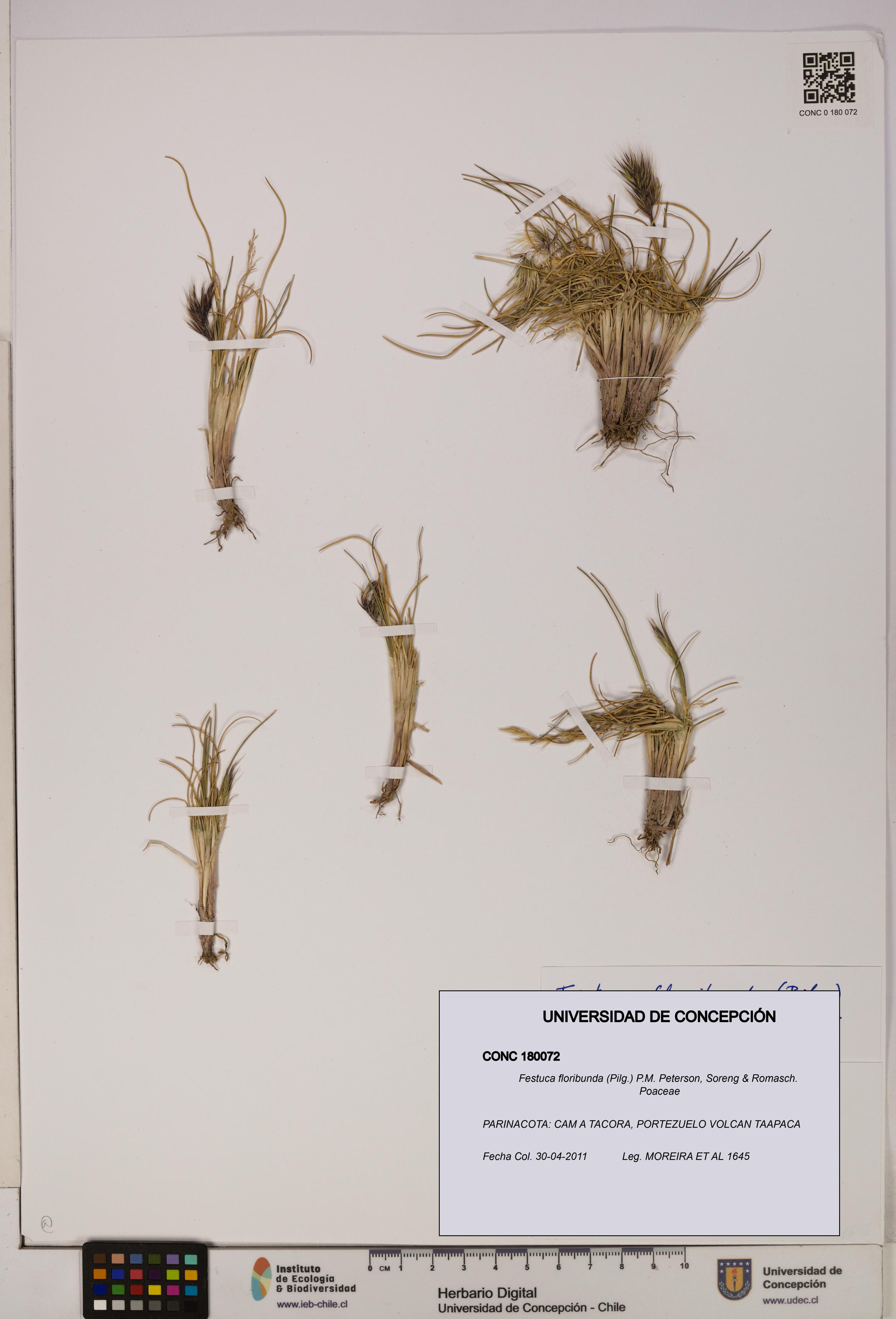 Festuca floribunda [Espécimen: UDEC:CONC:0180072]