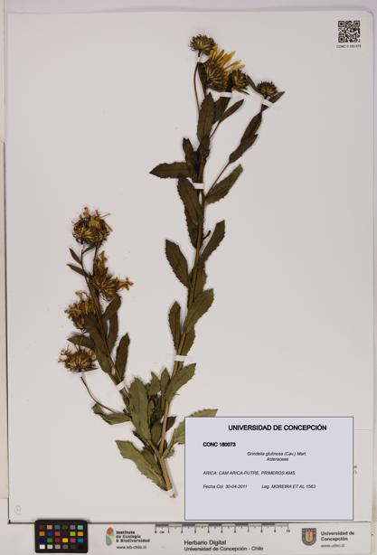 Grindelia glutinosa [Espécimen: UDEC:CONC:0180073]