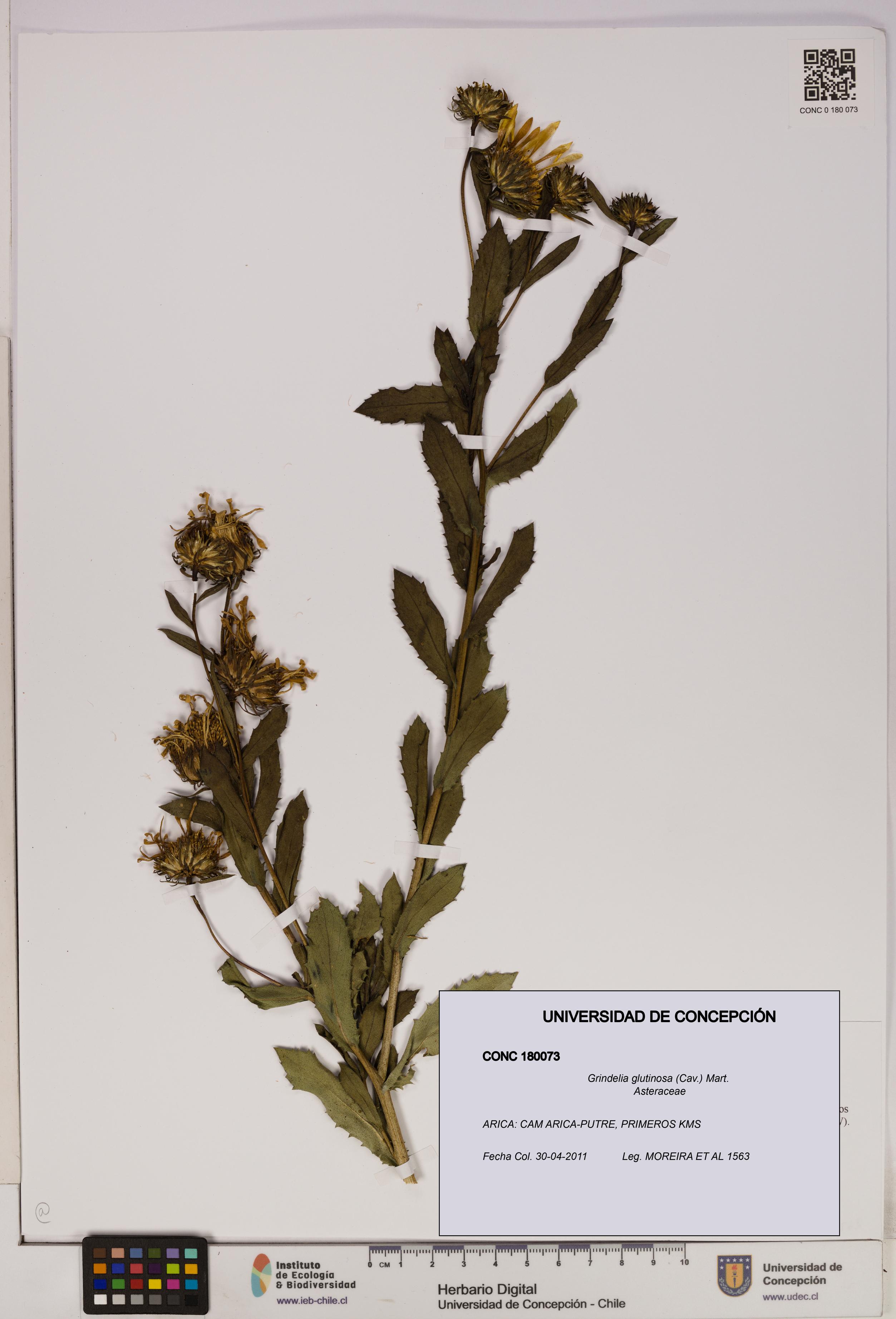 Grindelia glutinosa [Espécimen: UDEC:CONC:0180073]