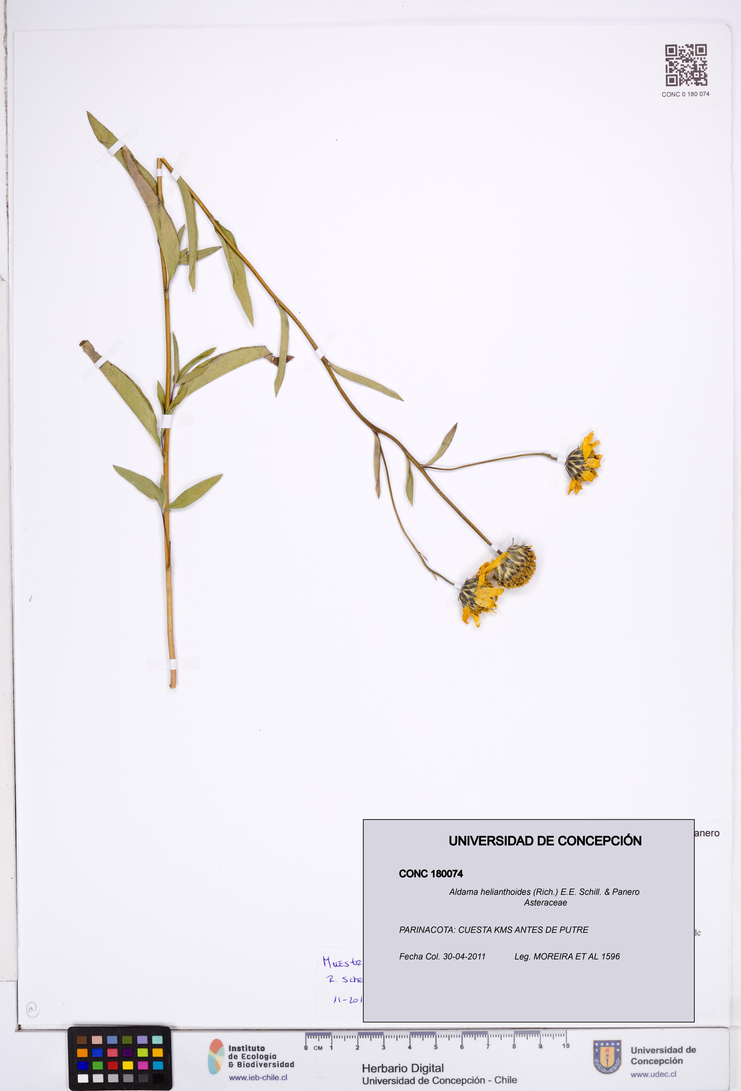 Aldama helianthoides [Espécimen: ]