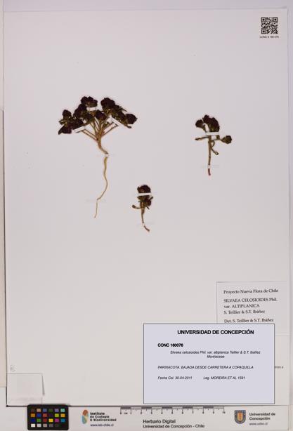 Silvaea celosioides var. altiplanica [Espécimen: UDEC:CONC:0180076]
