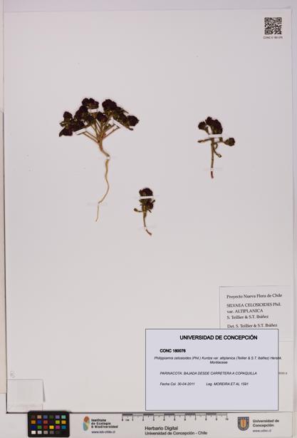 Philippiamra celosioides [Espécimen: ]