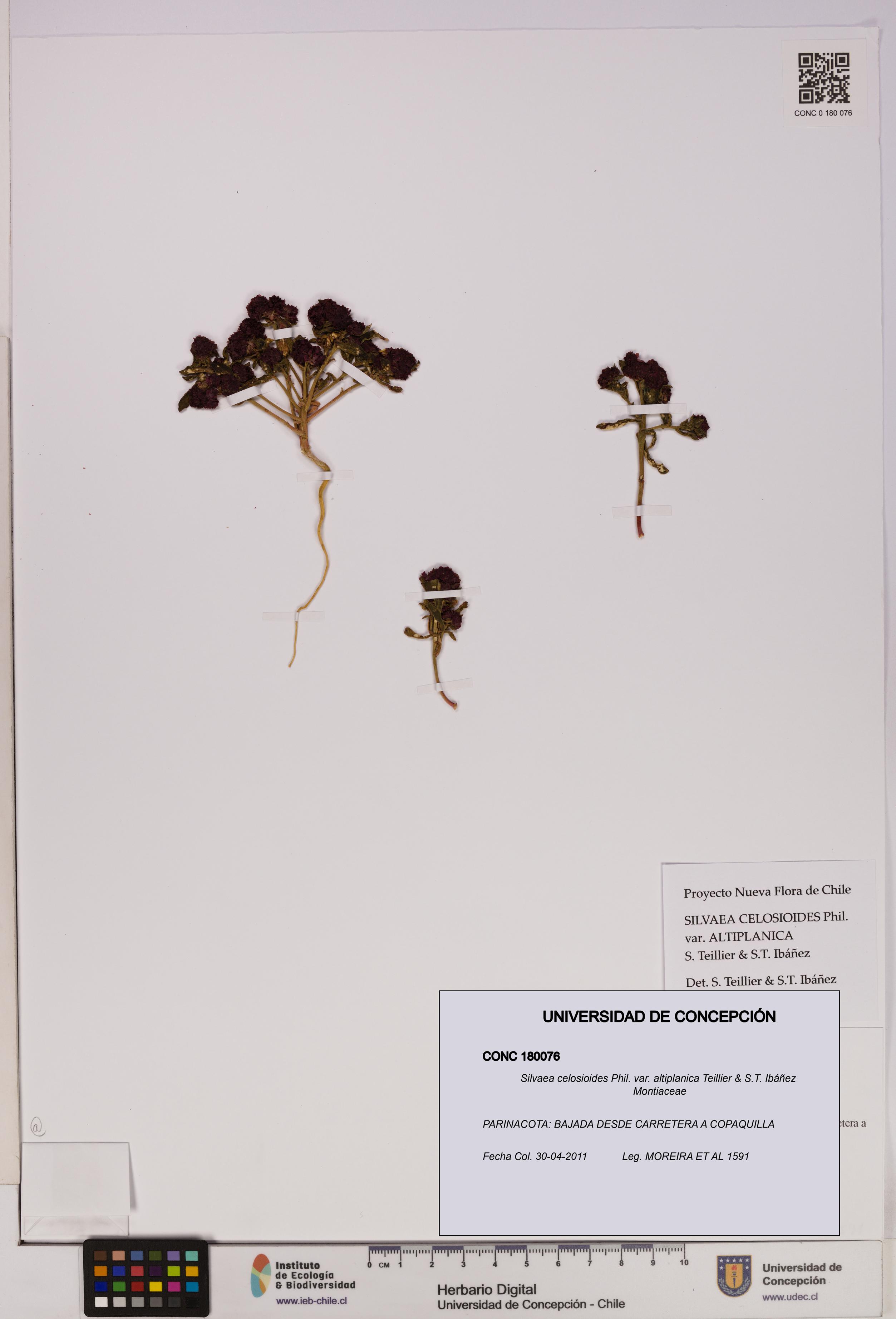 Silvaea celosioides var. altiplanica [Espécimen: UDEC:CONC:0180076]