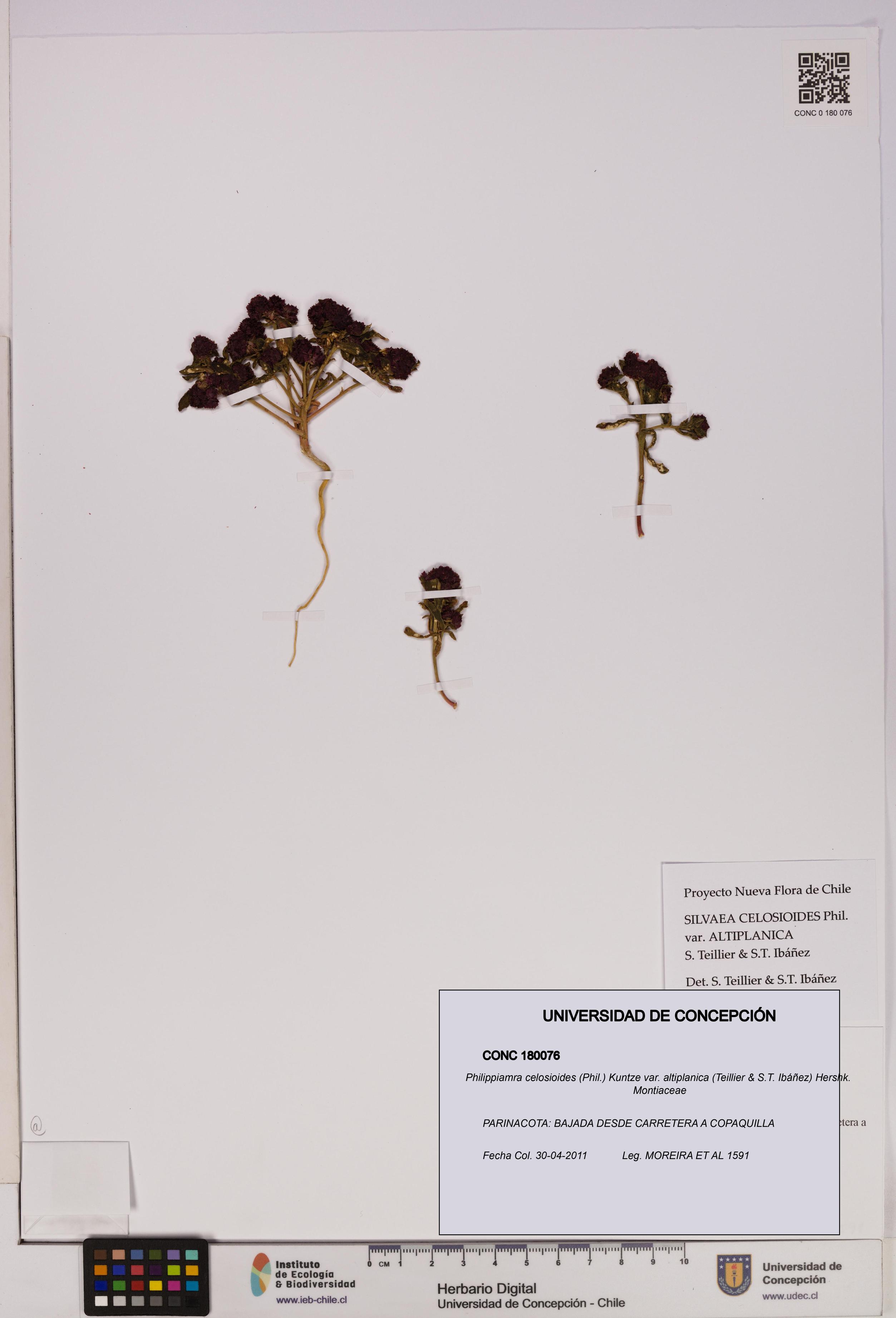 Philippiamra celosioides [Espécimen: ]