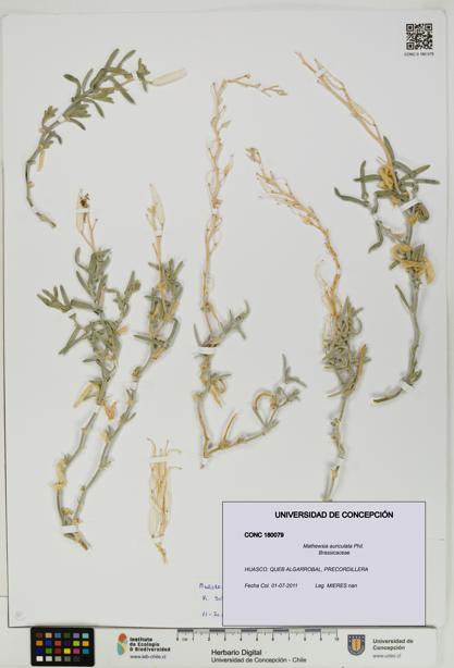 Mathewsia auriculata [Espécimen: UDEC:CONC:0180079]