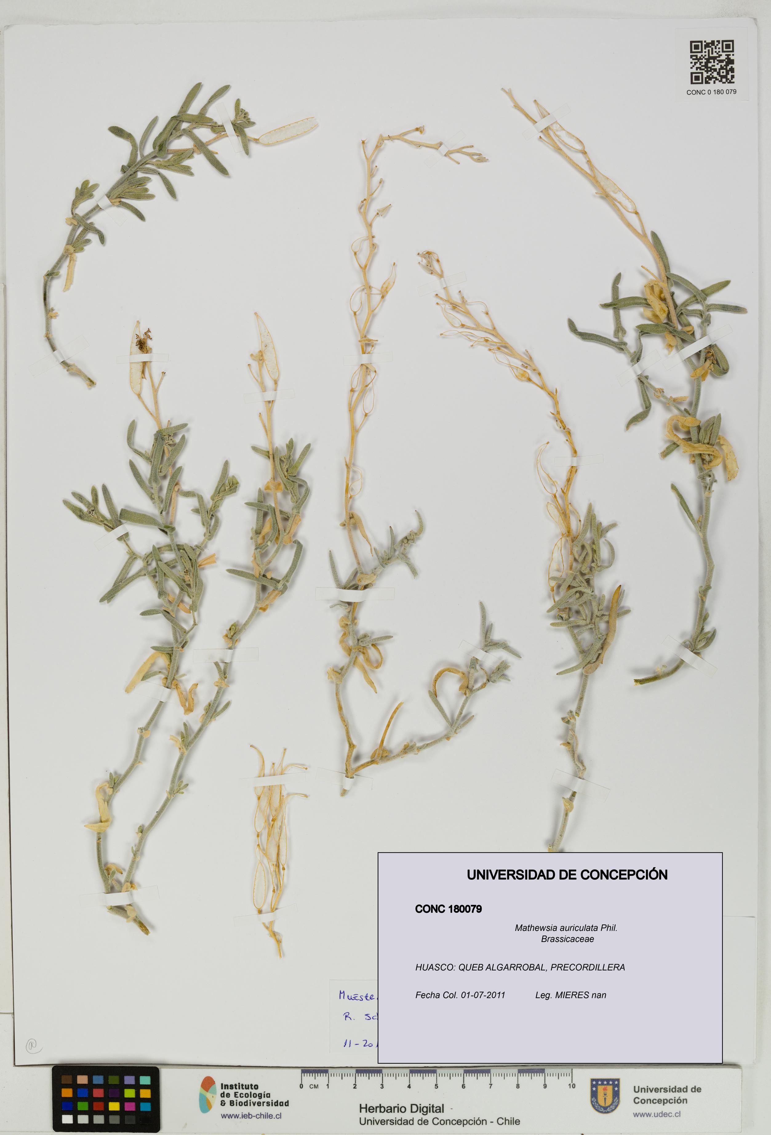 Mathewsia auriculata [Espécimen: UDEC:CONC:0180079]