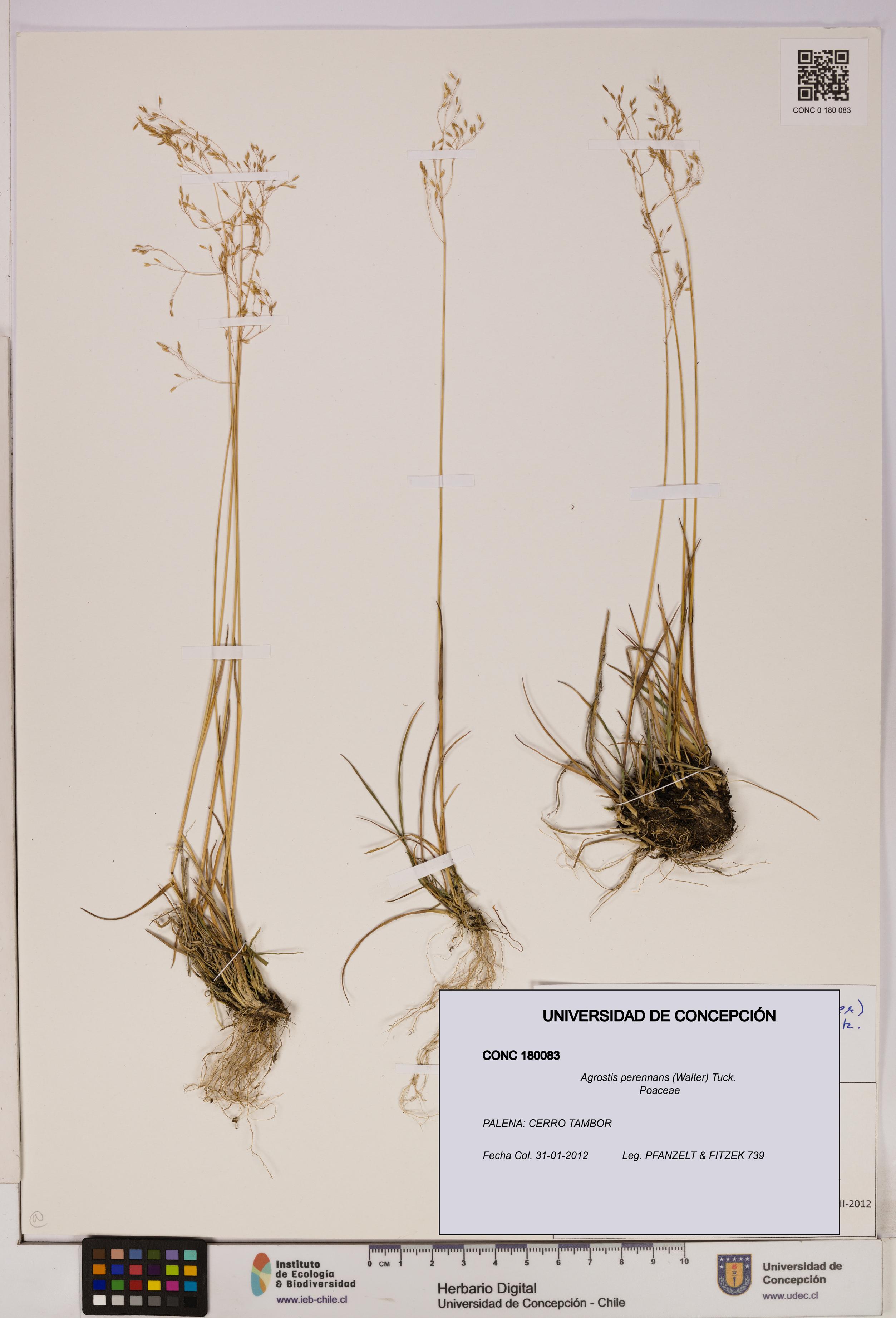 Agrostis perennans [Espécimen: UDEC:CONC:0180083]