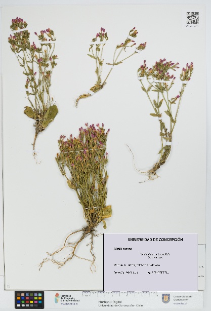 Centaurium erythraea [Espécimen: UDEC:CONC:0180088]