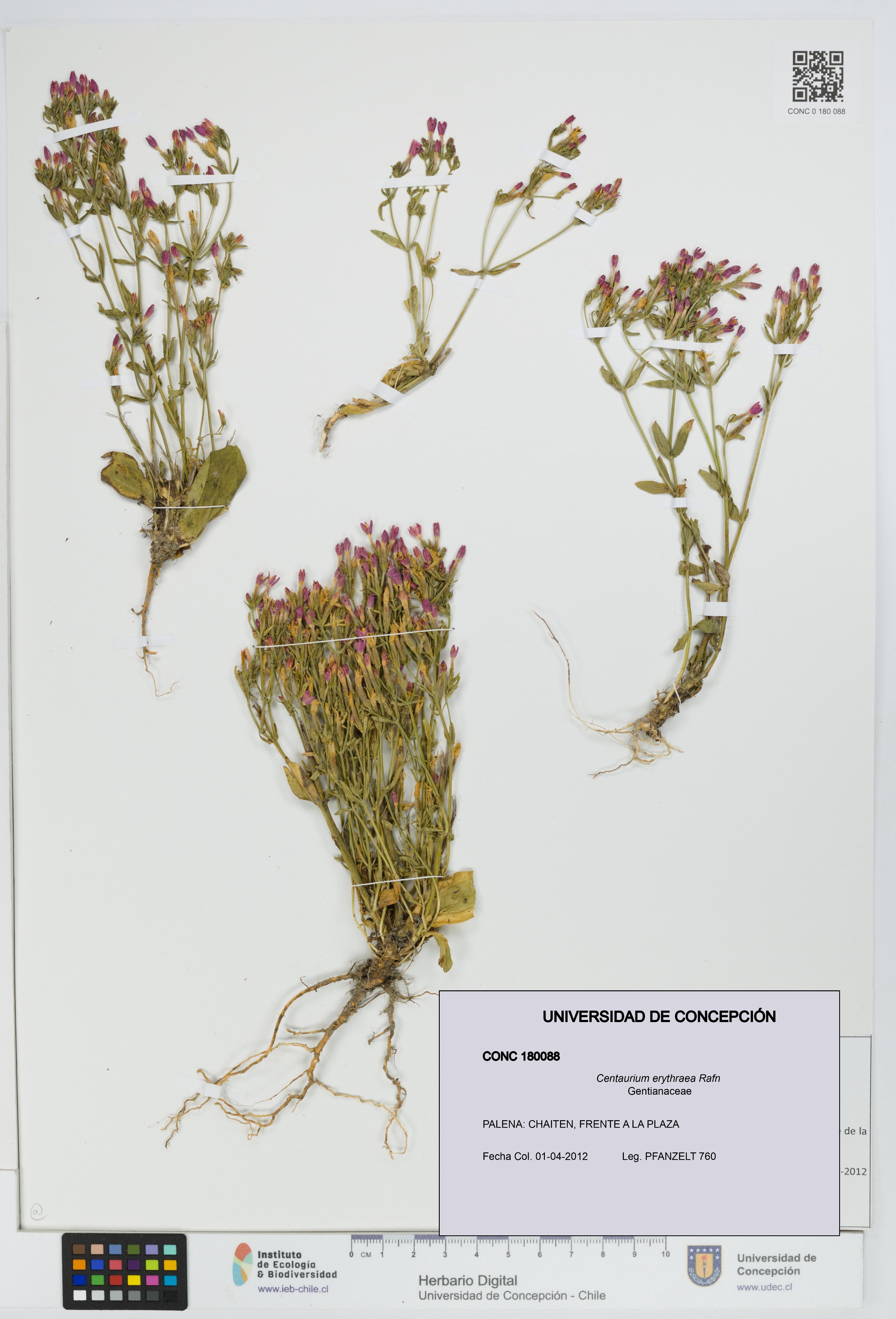 Centaurium erythraea [Espécimen: UDEC:CONC:0180088]