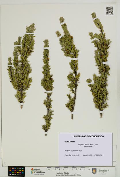 Maytenus disticha [Espécimen: UDEC:CONC:0180092]