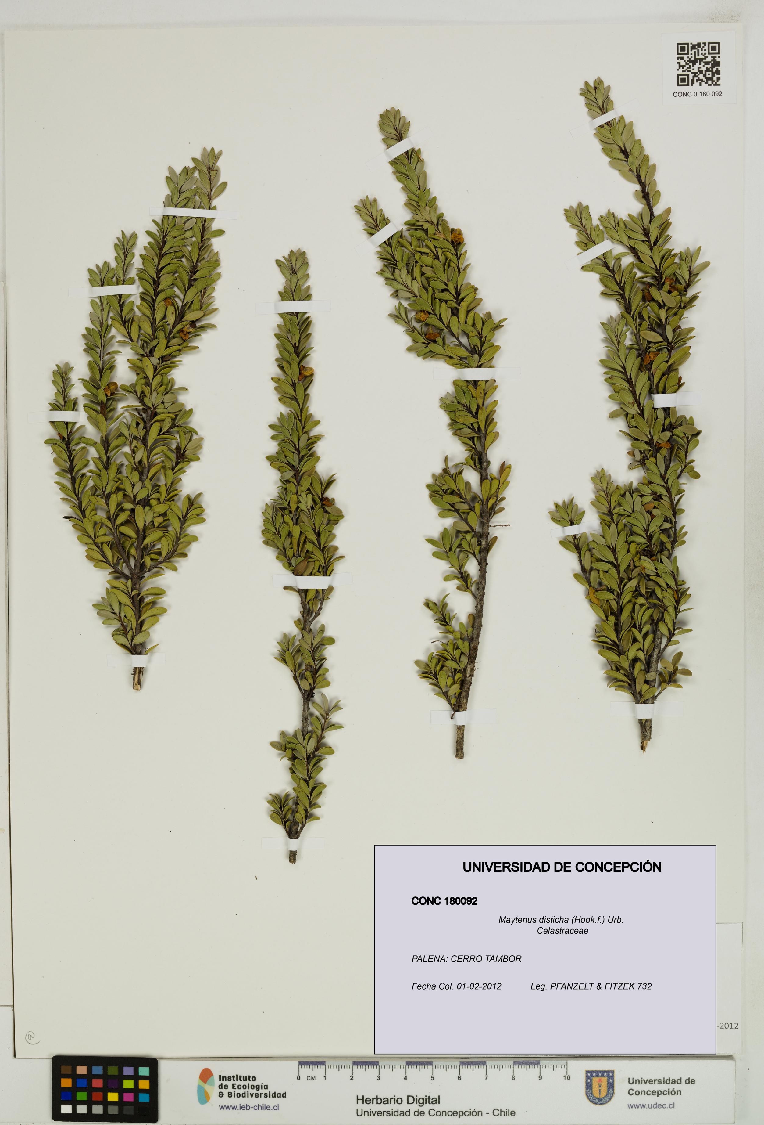 Maytenus disticha [Espécimen: UDEC:CONC:0180092]