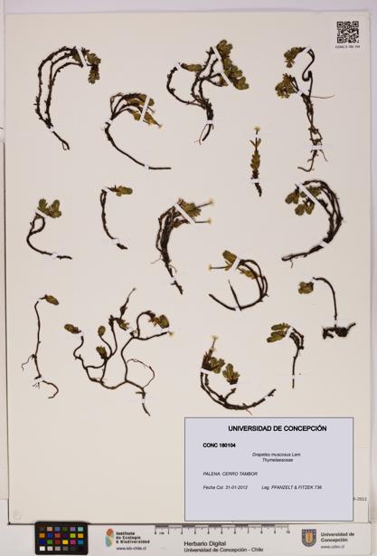 Drapetes muscosus [Espécimen: UDEC:CONC:0180104]