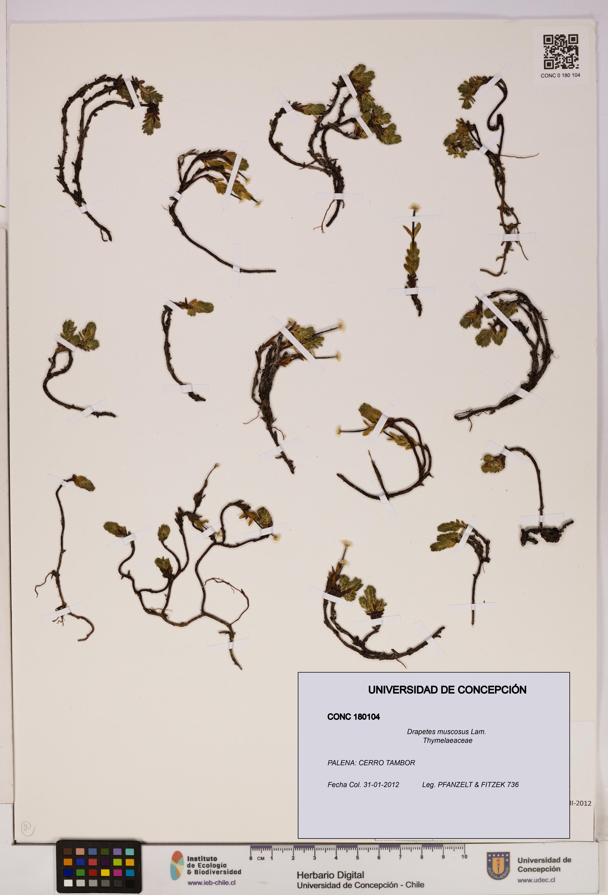 Drapetes muscosus [Espécimen: UDEC:CONC:0180104]