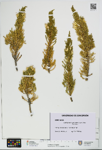 Lepidophyllum cupressiforme [Espécimen: UDEC:CONC:0180105]