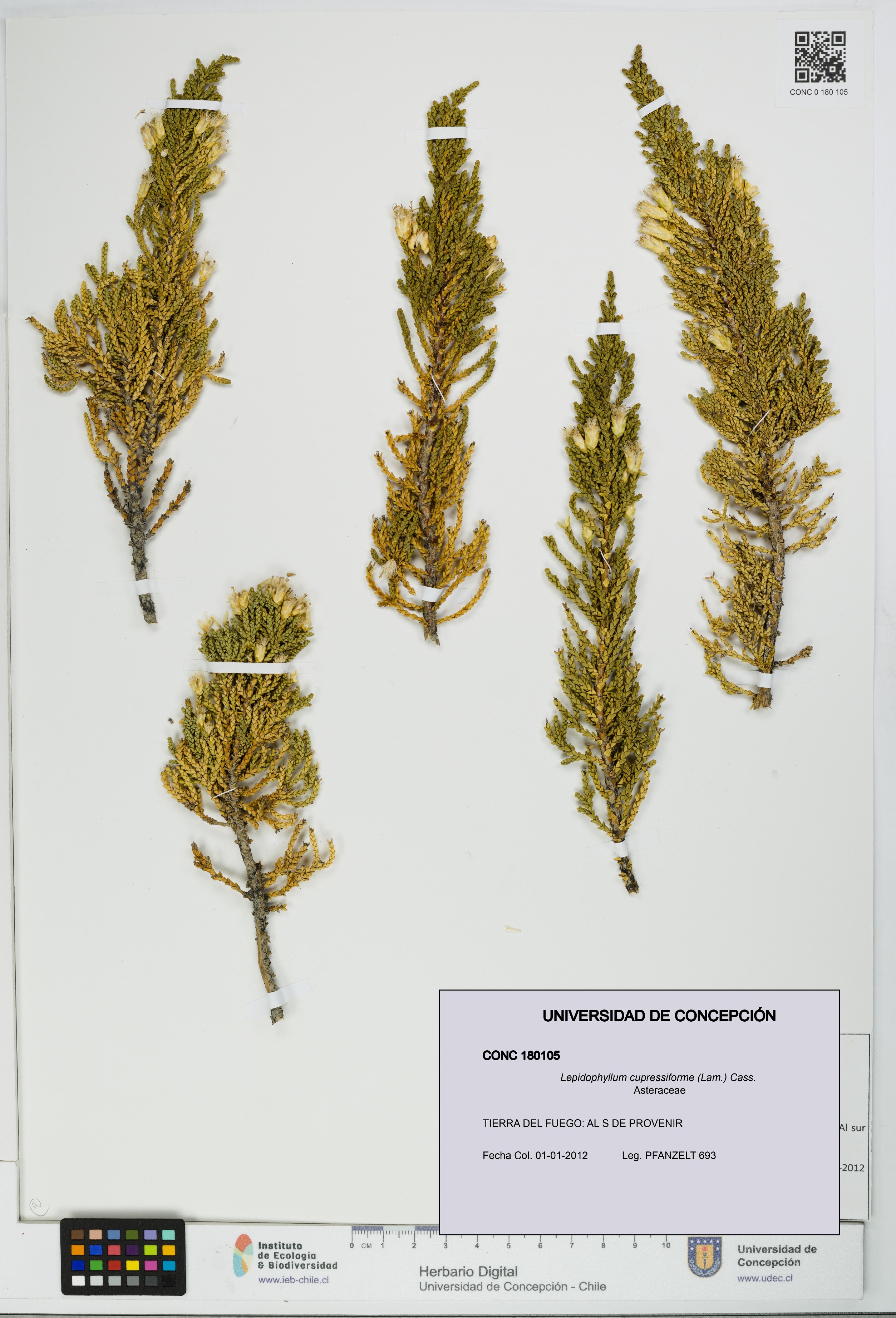 Lepidophyllum cupressiforme [Espécimen: UDEC:CONC:0180105]