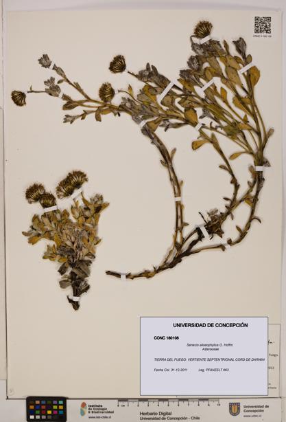 Senecio alloeophyllus [Espécimen: UDEC:CONC:0180108]