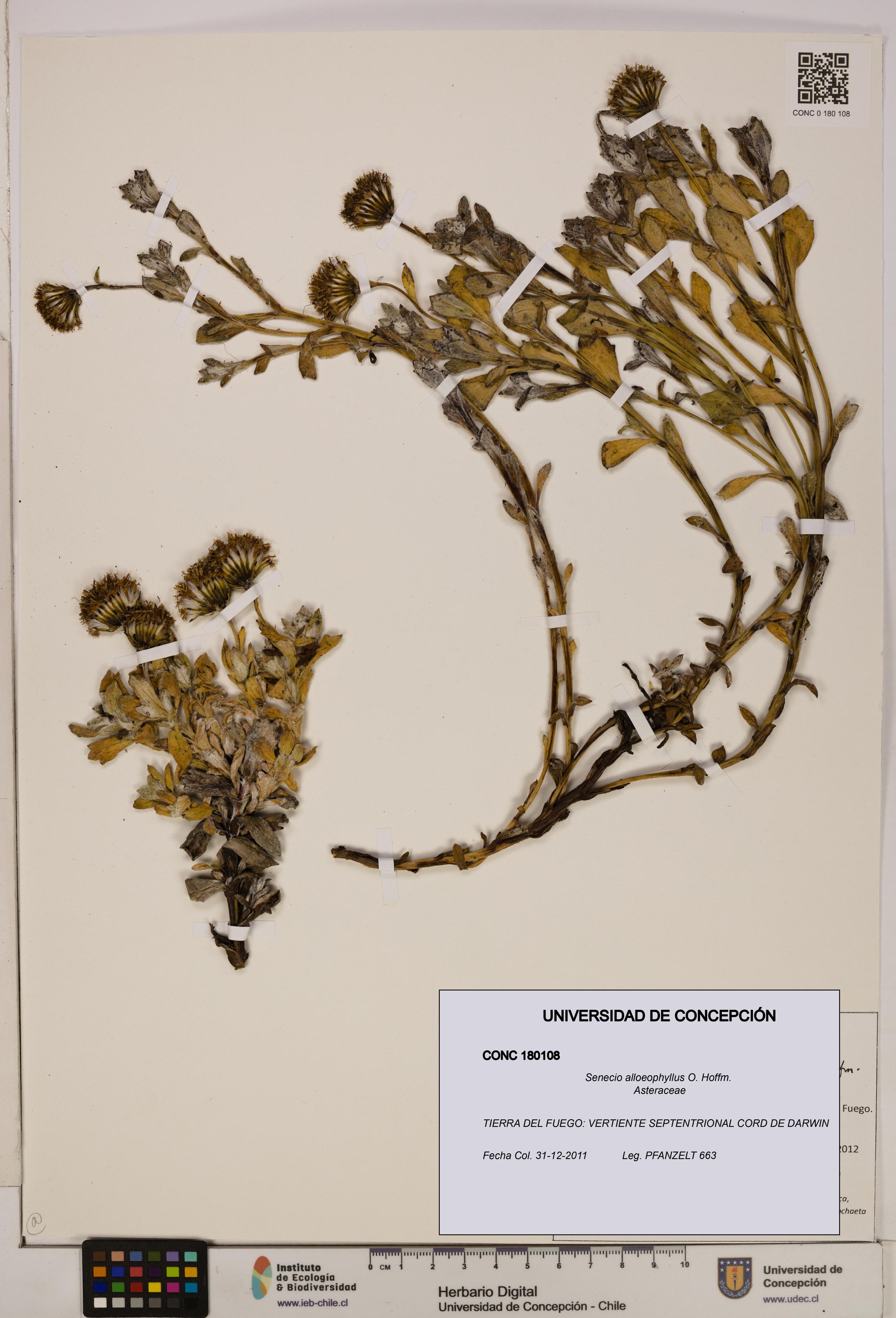 Senecio alloeophyllus [Espécimen: UDEC:CONC:0180108]