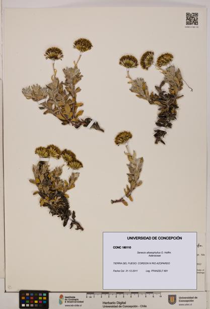 Senecio alloeophyllus [Espécimen: UDEC:CONC:0180110]