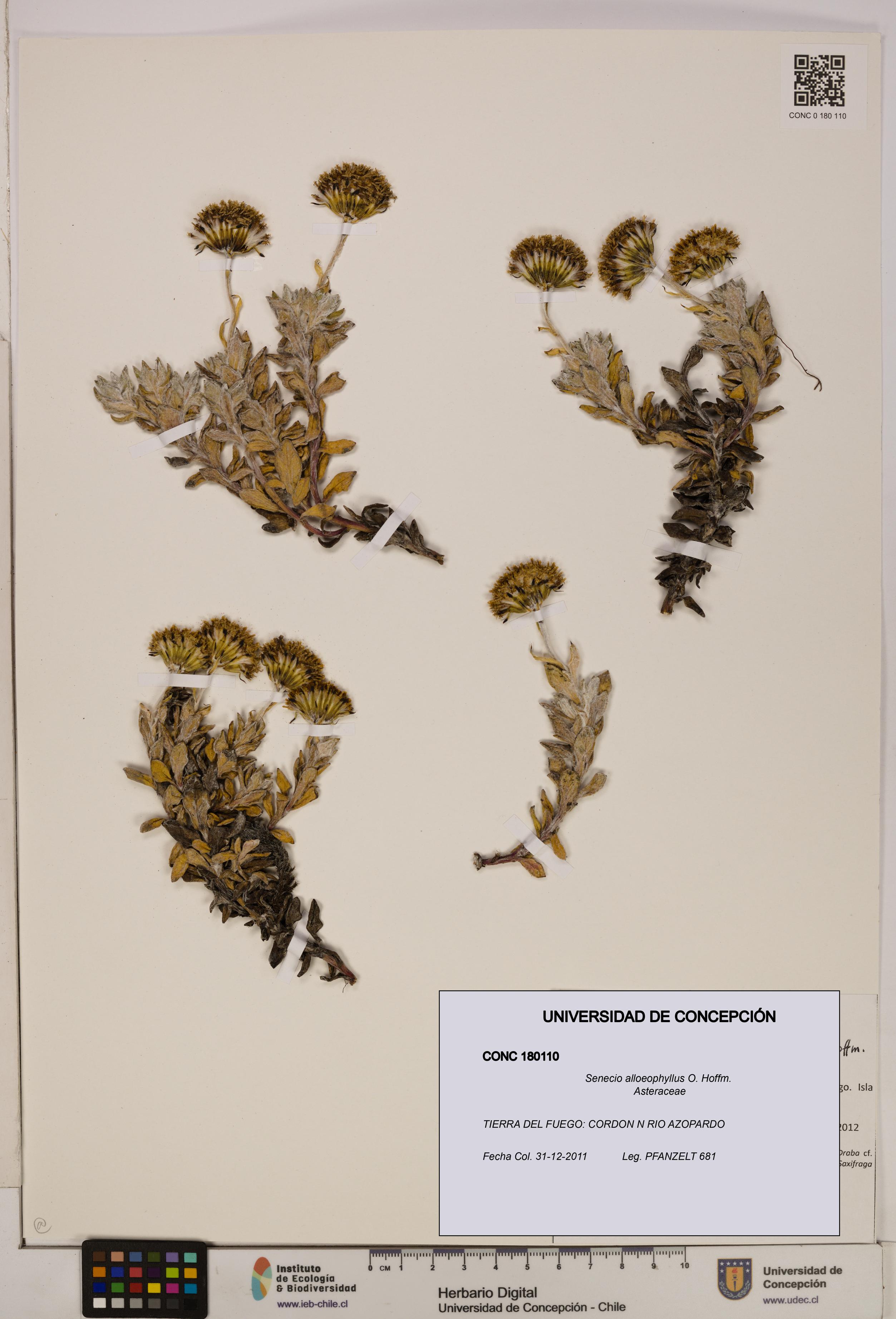 Senecio alloeophyllus [Espécimen: UDEC:CONC:0180110]