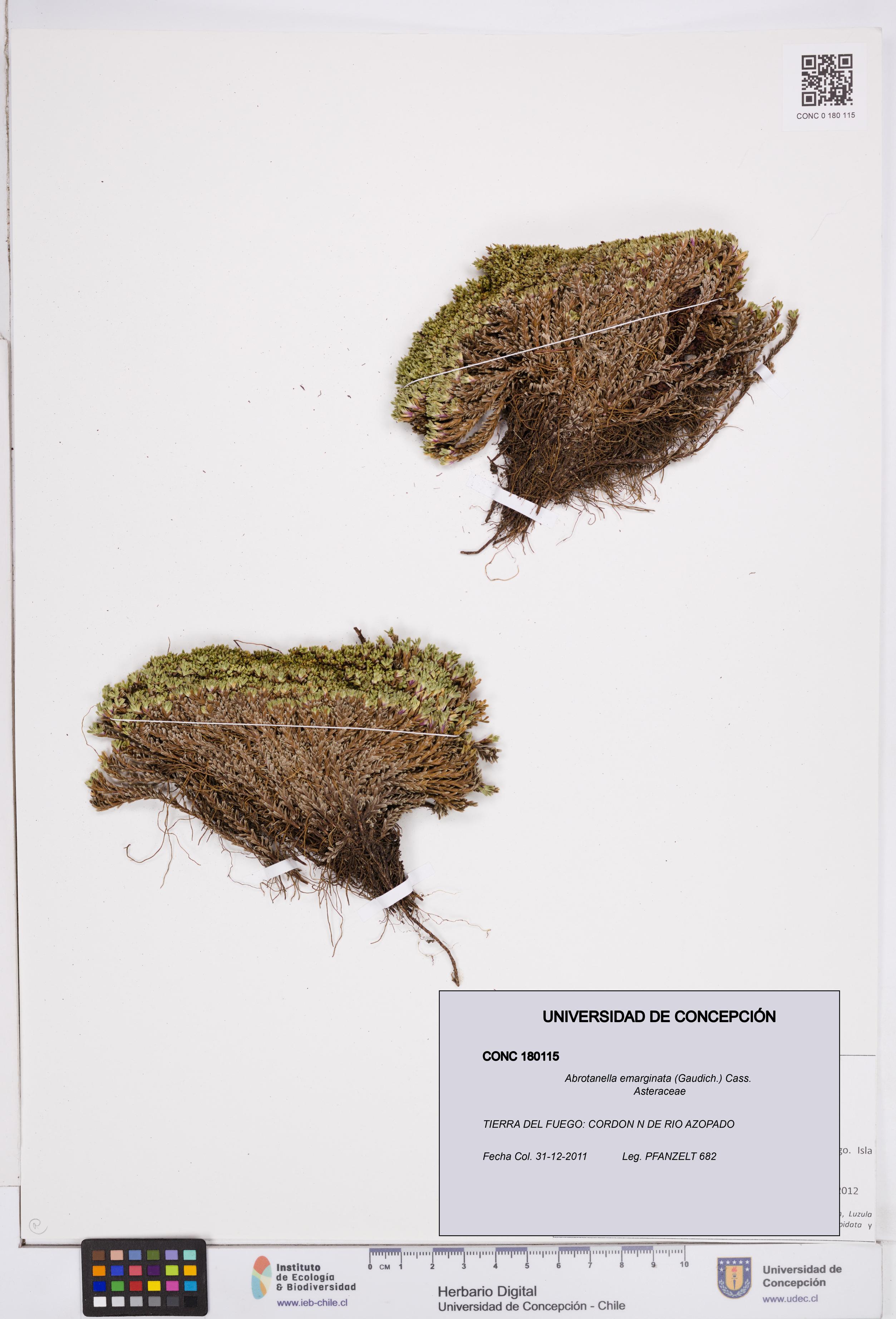 Abrotanella emarginata [Espécimen: ]