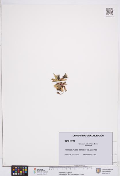 Taraxacum gilliesii [Espécimen: ]